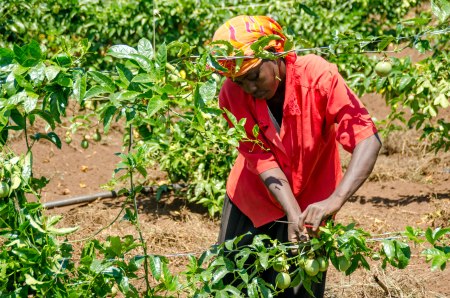 A woman learns to trellis passion fruit vines at the KadAfrica Estate.